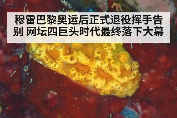 穆雷巴黎奥运后正式退役挥手告别 网坛四巨头时代最终落下大幕
